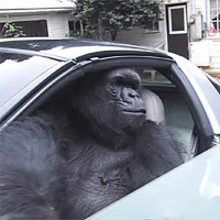Gorilla In A Coupe price today, GIAC to USD live price, marketcap and ...
