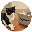 MrBeast's Cat