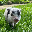 Petunia