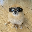 Kori The Pom