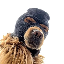 Comment acheter le guide Ski Mask Dog SKI