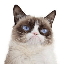 Grumpy Cat (grumpycatspl.com) price