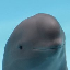 smiling dolphin