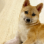POCHITA logo