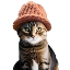 catwifhat Image